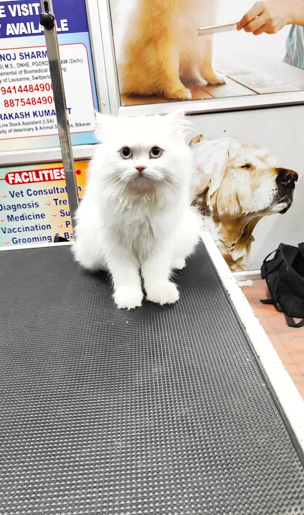 Pet grooming client transformation